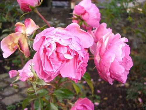 roses autumn pink