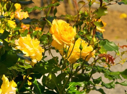 roses yellow yellow rose