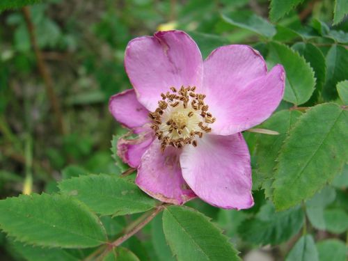 roses garden flower