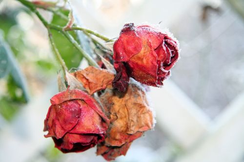 roses winter frozen