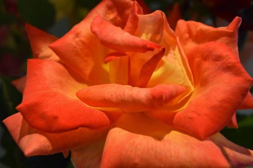 roses orange flowers