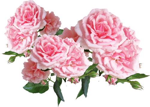 roses pink floral display