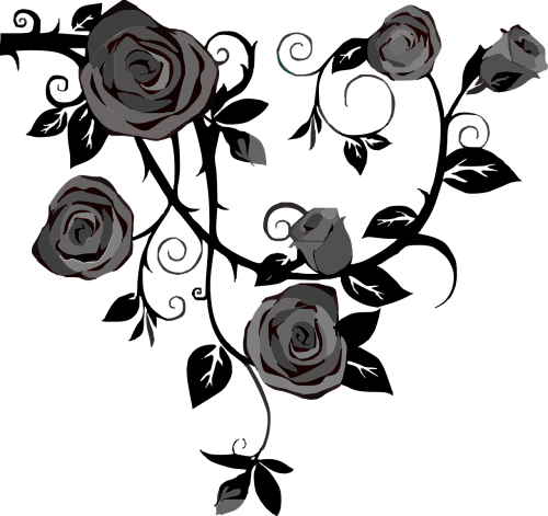 roses flowers gray