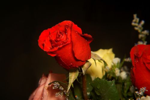 roses love red rose