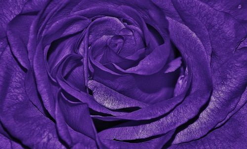 roses purple lila