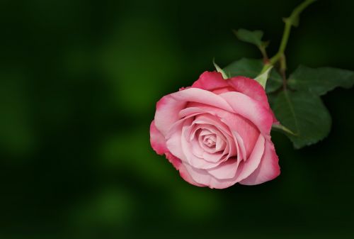 roses rose pink