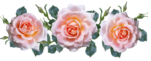 roses pink arrangement