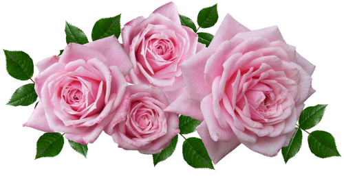 roses  floral  arrangement
