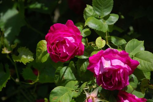 roses pink rose bloom