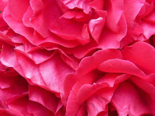 roses  petals  texture