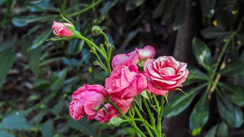 roses  garden  plant