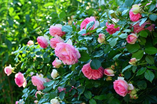 roses  rosebush  flowers