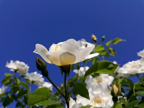 roses  white  blue