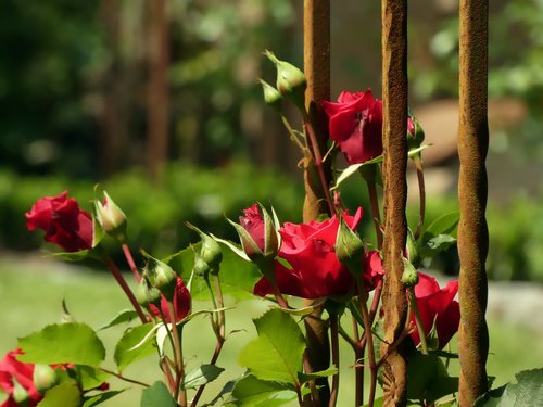 roses  flowers  pink