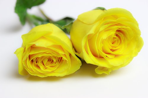 roses  yellow roses  yellow