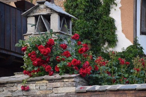 roses  roof  village