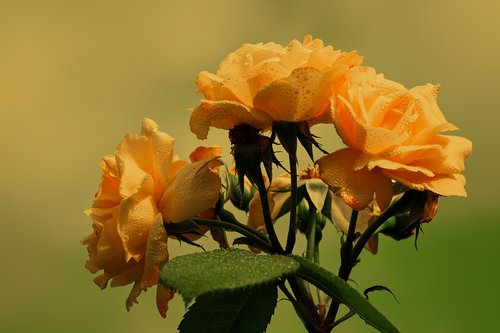 roses  bloom  yellow
