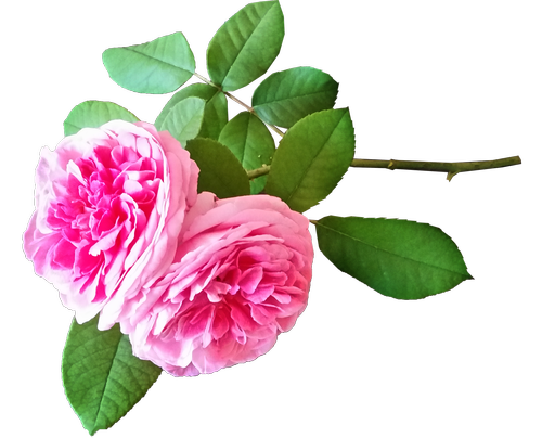 roses  pink  stem