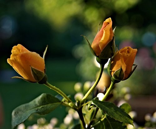 roses  yellow  blossom