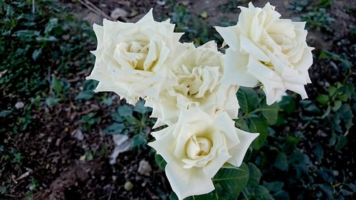 roses  white rose  flower