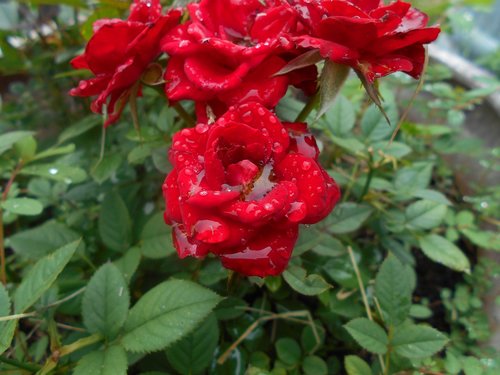 roses  raindrops  flower