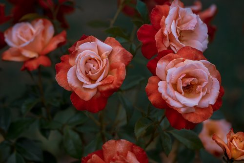 roses  red  flower