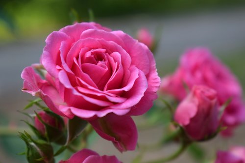 roses  rose  flower