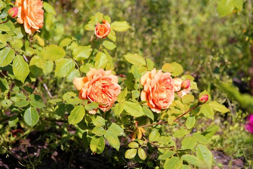 roses  flowers  rose bush