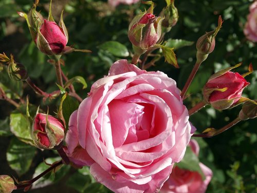 roses  flower buds pink  flowering