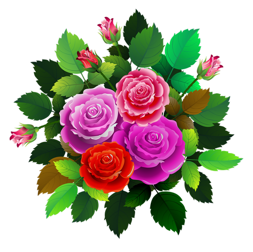roses  flowers  floral