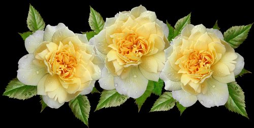 roses  yellow  arrangement