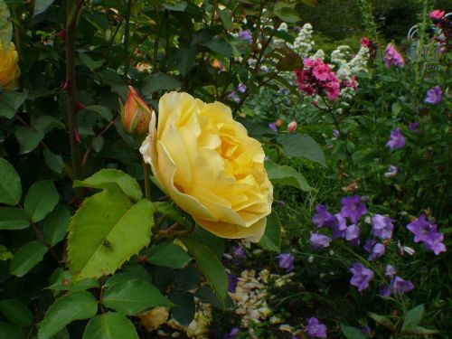 roses yellow blossom