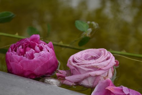 roses  pink  blossom