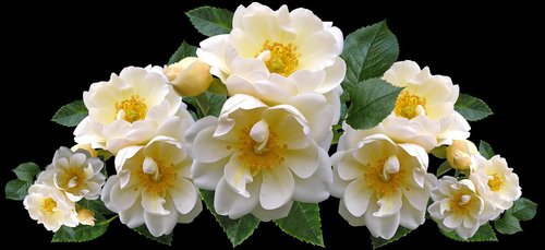 roses  white  flowers