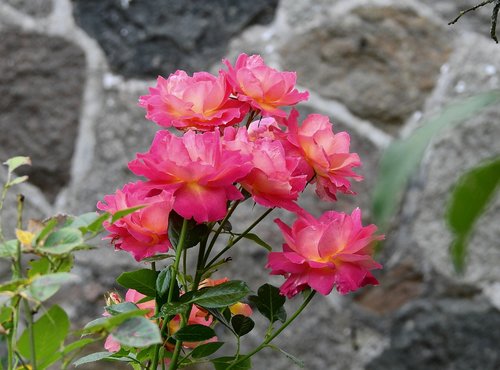 roses  garden  flowers