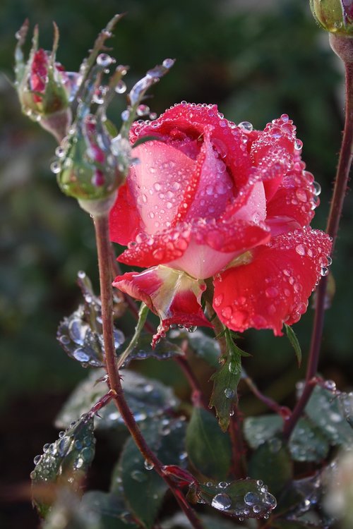 roses  rain  bloom