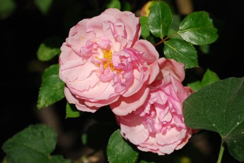 roses pink flower