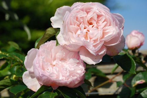 roses pink flower