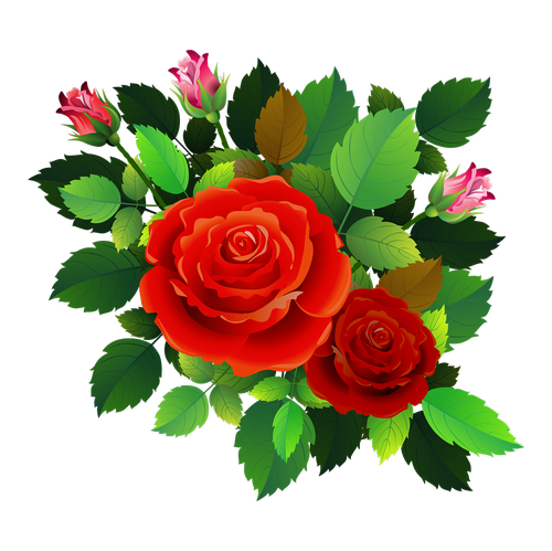 roses  flowers  floral