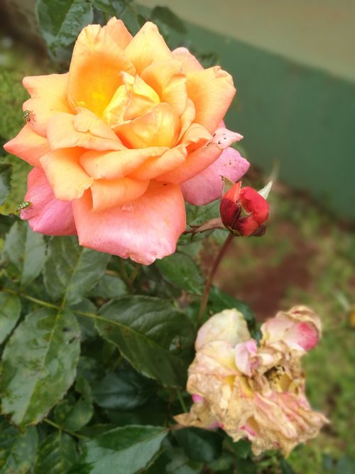 roses  margaritas  flowers