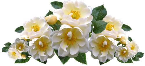 roses  white  flowers