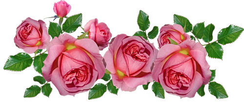 roses  pink  arrangement