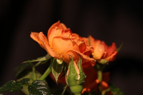 roses  flower  petal