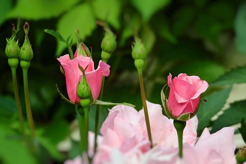 roses  garden  plants