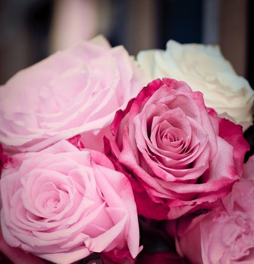 roses  pink  romantic