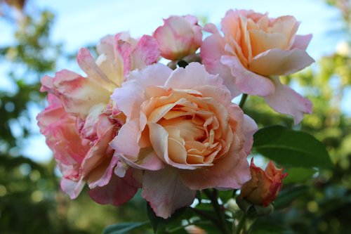 roses  noble roses  pink