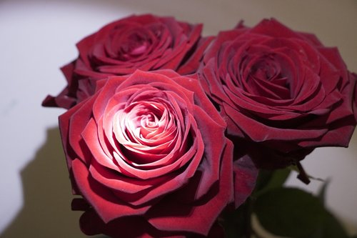 roses  red  blossom