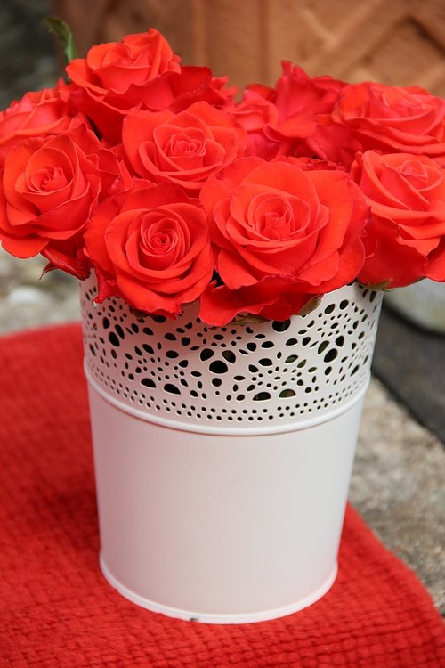 roses  flowers  red bucket