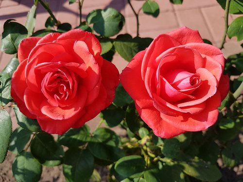 roses  pair  red
