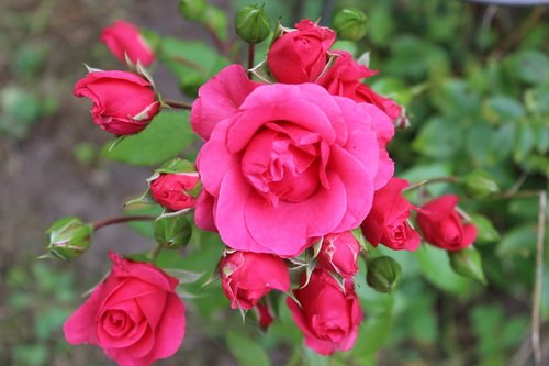 roses  red  romantic